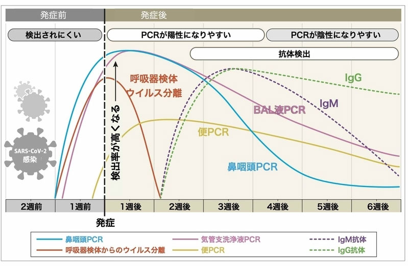 PCR検査と抗体検査の違いの図